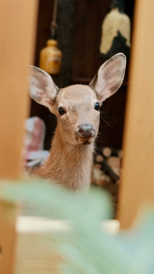 Free A young deer looks curiously through a fence indoors against a blurred background. Stock Photo