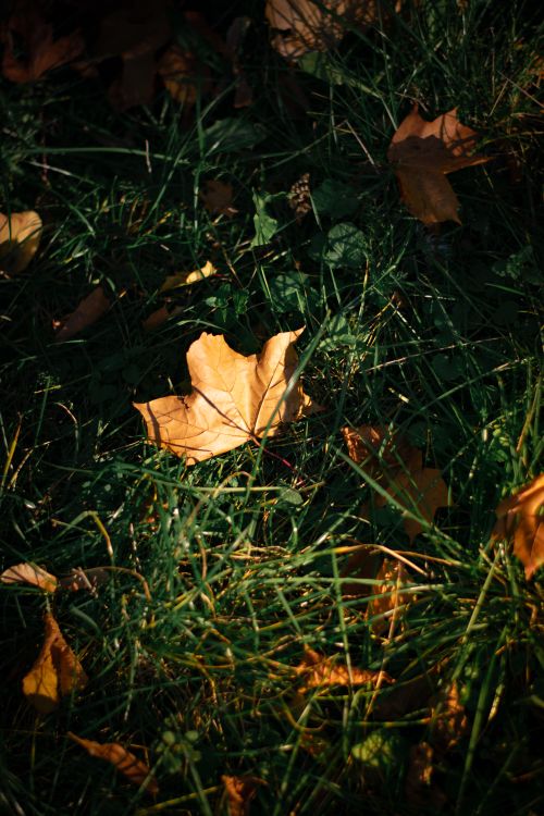 Free A yellow autumn leaf rests on lush green grass, highlighting fall's arrival. Stock Photo