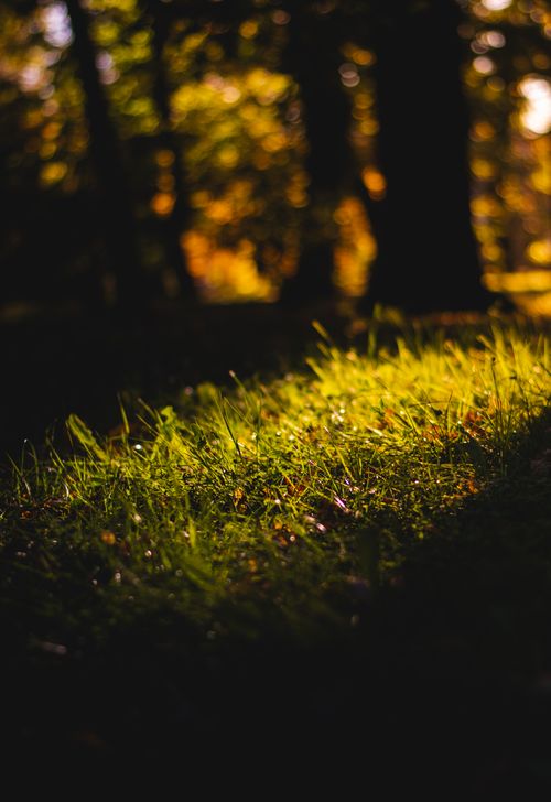 Free Sunlight casting warm hues on a grassy forest floor, evoking autumn tranquility. Stock Photo