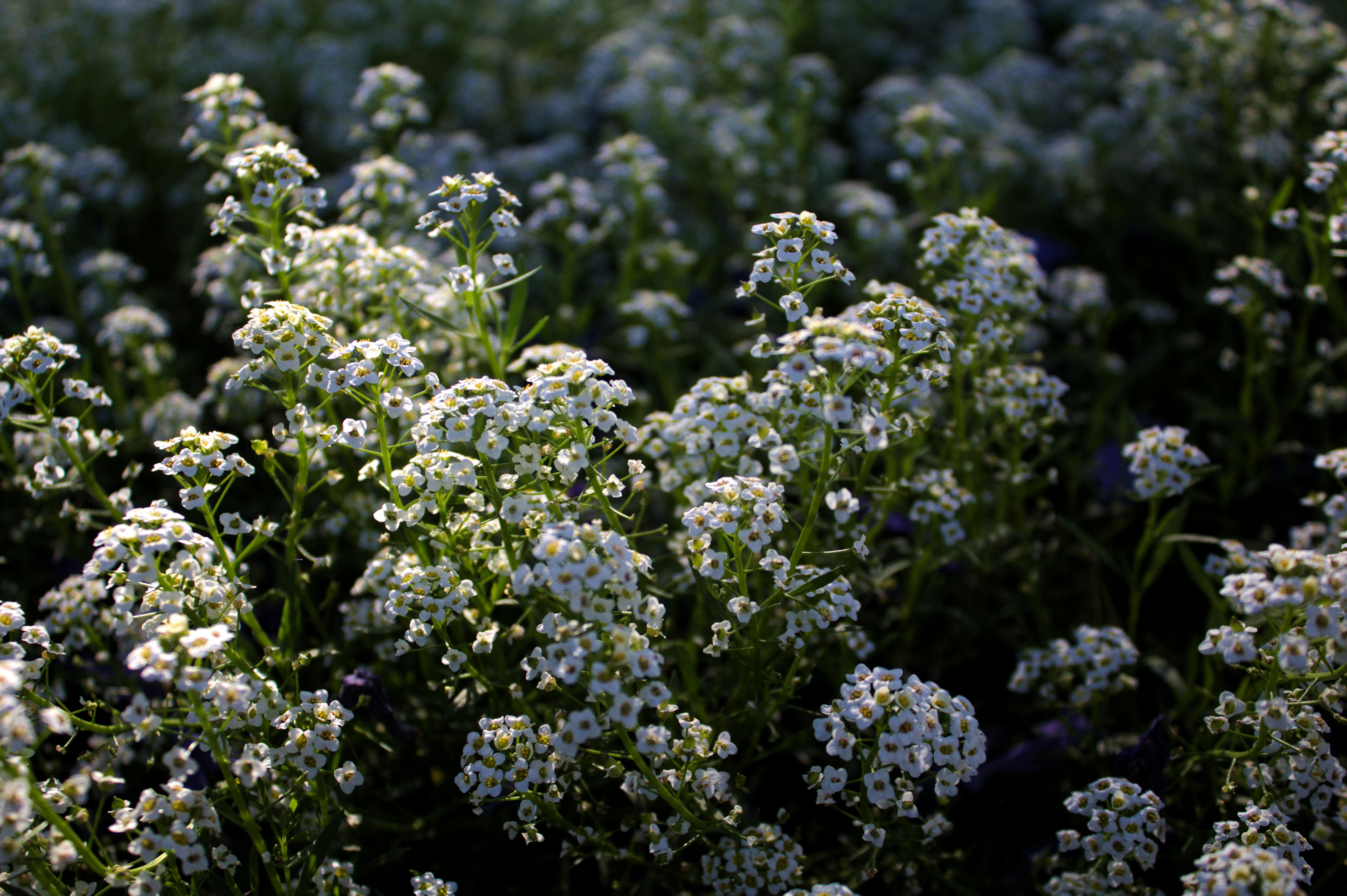 Gratis Fotos de stock gratuitas de alyssum, bonito, campo Foto de stock