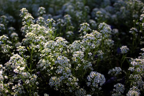 Free Close-up of delicate white alyssum flowers blooming in a field under soft sunlight. Stock Photo