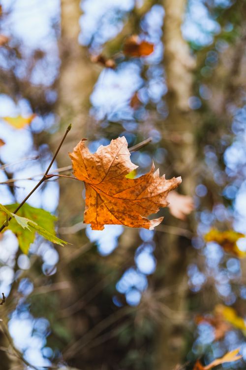 Free Capturing the vibrant hues of a maple leaf in an autumn forest. Perfect for seasonal themes. Stock Photo