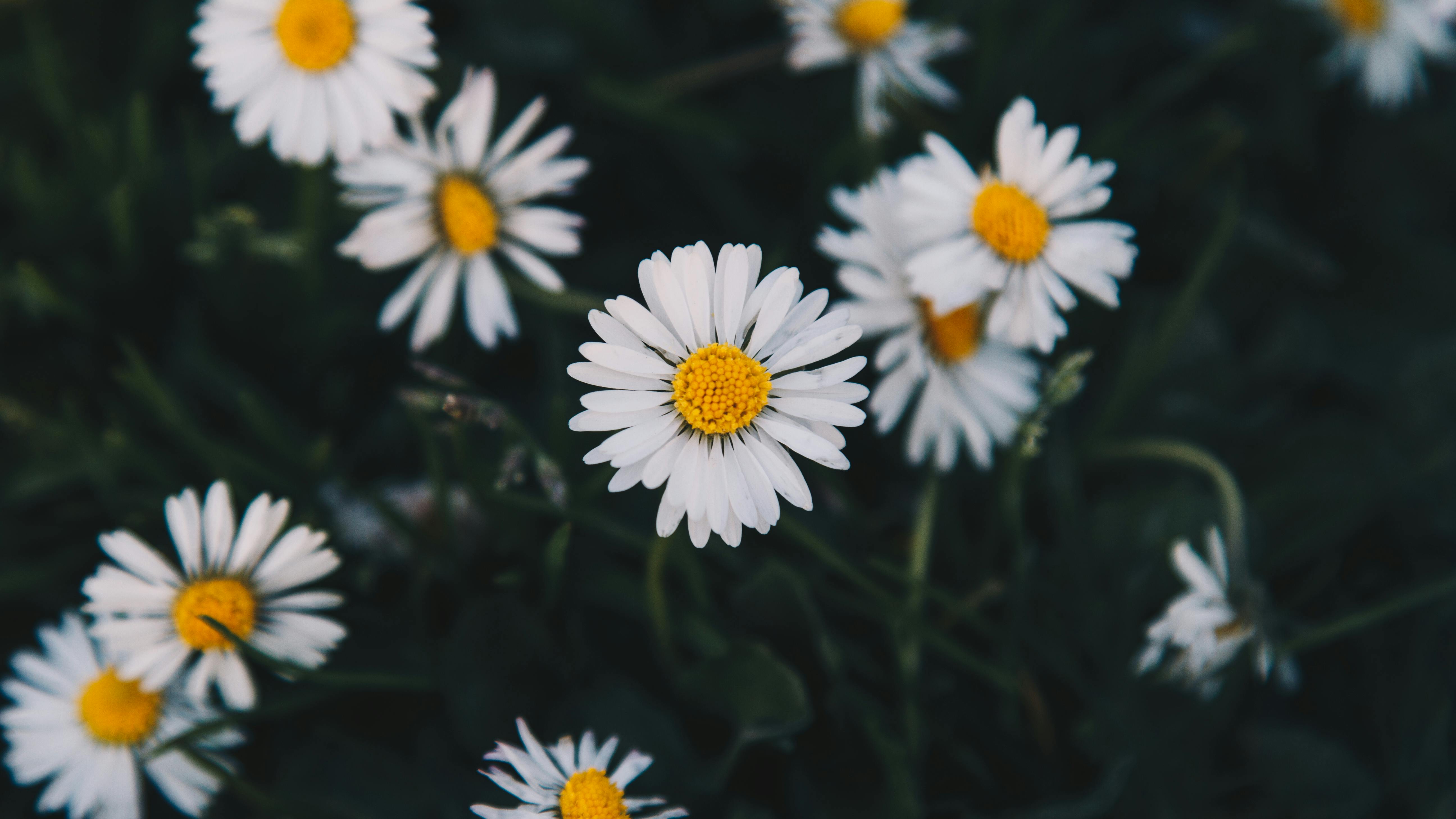 Gratis stockfoto met belle fleur, bloem, boeket bloemen Stockfoto