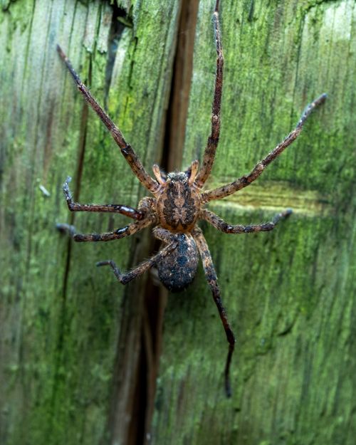 Free A detailed close-up of a Zoropsis Spinimana spider showcasing its camouflage and texture on a wooden surface. Stock Photo