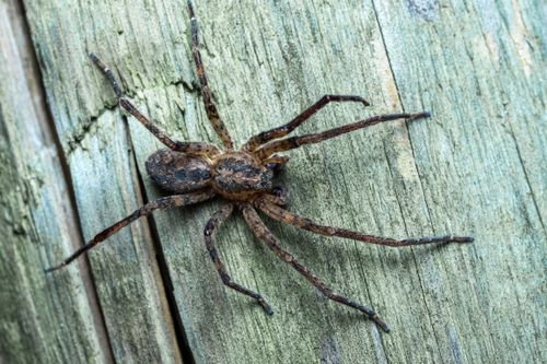 Free Close-up macro photograph of a Zoropsis Spinimana spider on textured wood surface. Stock Photo