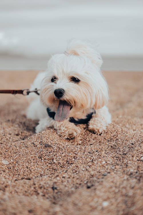 Free Cute Maltese dog with fluffy white fur happily lounging on a sandy beach. Stock Photo