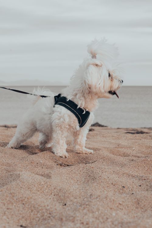 Free Adorable white dog on a leash walking along a sandy beach on a cloudy day. Stock Photo