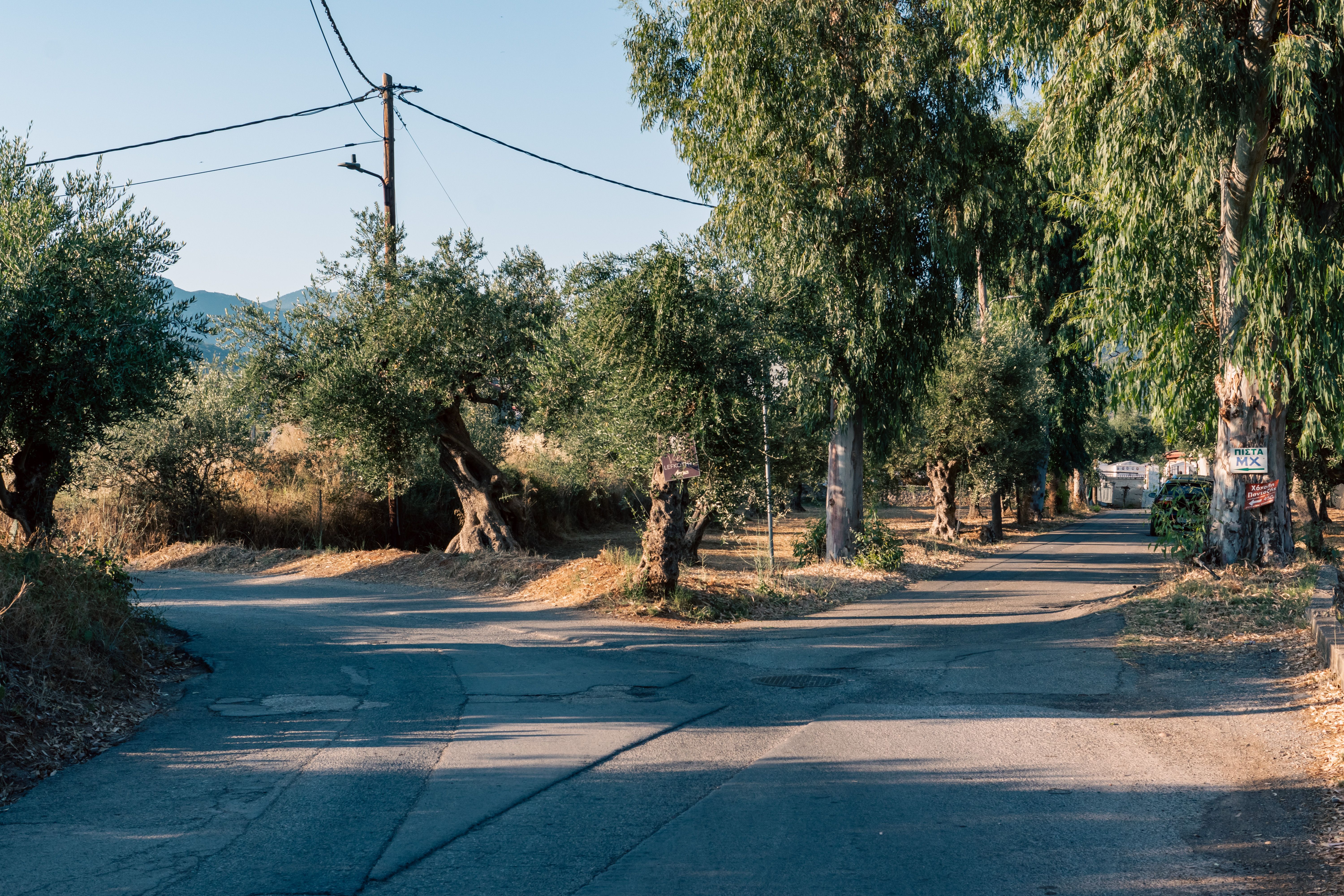 Scenic Country Road Surrounded by Olive Trees · Free Stock Photo