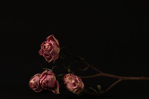 Bezpłatne Darmowe zdjęcie z galerii z ciemne tło, liście, łodygi Zdjęcie z galerii