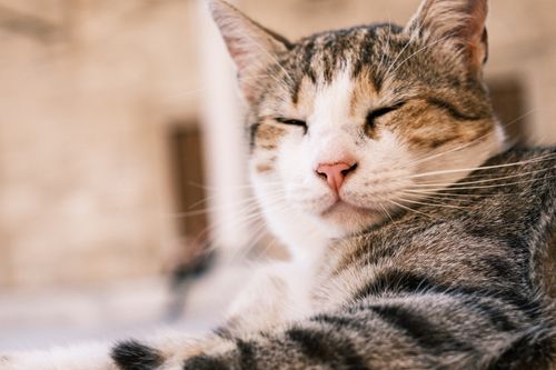 Free A cozy tabby cat with closed eyes resting comfortably indoors, exuding tranquility and warmth. Stock Photo