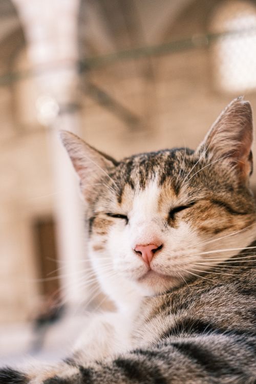 Free Close-up of a serene cat resting indoors with warm, soft lighting. Stock Photo