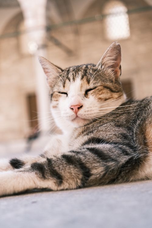 Free A content domestic cat lying down in a sunny courtyard, exuding calmness and tranquility. Stock Photo