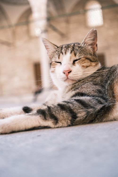 Free A serene tabby cat laying in a sunlit historical courtyard, exuding calm and tranquility. Stock Photo