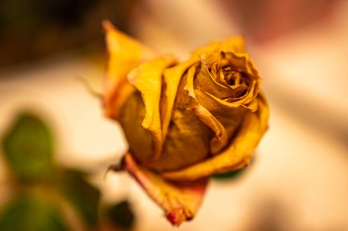 Free A macro shot of a single dried yellow rose with warm tones and blurred background. Stock Photo