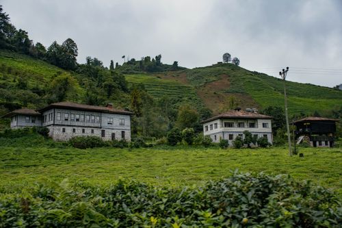 Free Scenic view of traditional houses surrounded by green tea plantations on a cloudy day. Stock Photo