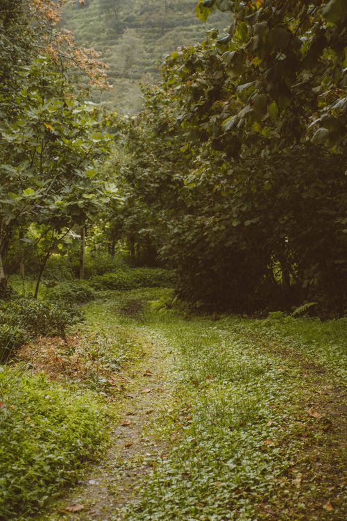 Free Tranquil forest path with dense green foliage and a serene atmosphere, perfect for nature lovers. Stock Photo