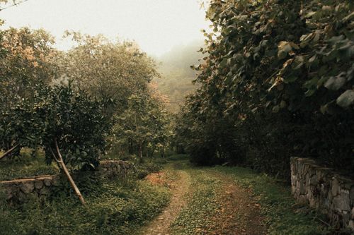 Free A tranquil misty forest pathway surrounded by lush greenery in early autumn, exuding peace. Stock Photo