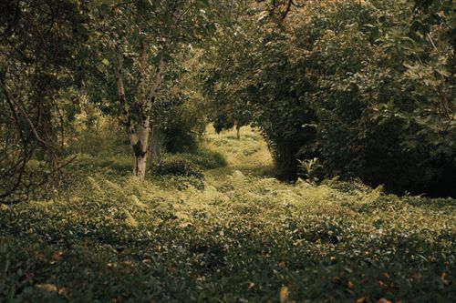 Free Serene forest scene with lush foliage and a soft green pathway through dense trees. Stock Photo