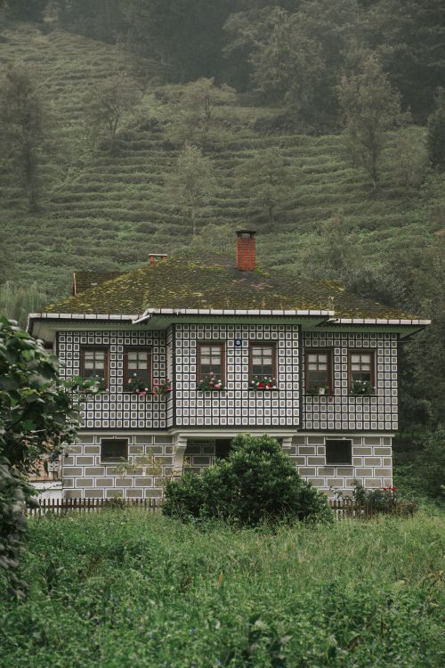 Free Traditional house surrounded by verdant tea plantations, exuding rustic charm and tranquility. Stock Photo