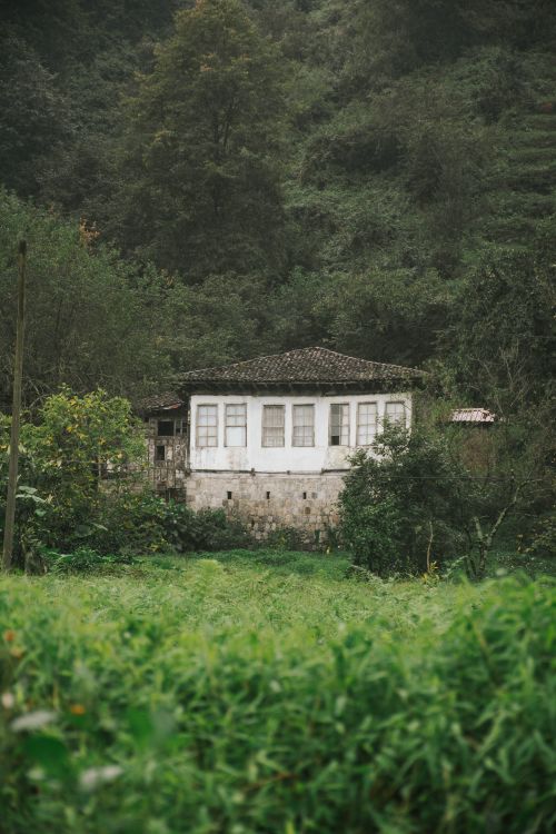 Free A rustic cottage nestled in lush greenery, surrounded by a dense forest, showcasing serene nature. Stock Photo