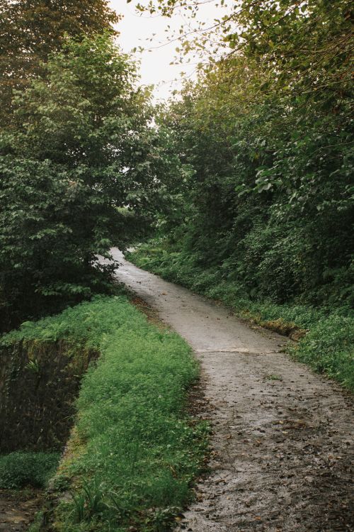 Free Serene forest path amidst lush greenery, offering a tranquil nature walk in summer. Stock Photo