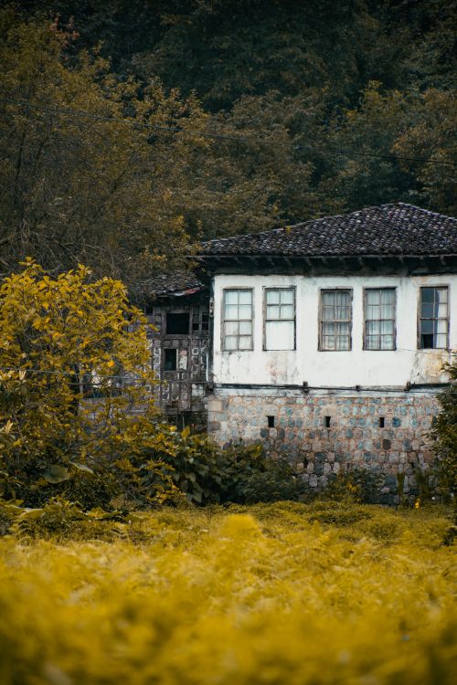 Free Charming rustic cottage nestled amidst vibrant green foliage, offering a serene escape. Stock Photo
