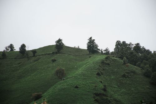 Free A serene landscape of a green hillside with scattered trees under a cloudy sky. Stock Photo