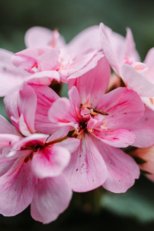 Close-Up Shot Of Pink Flowers