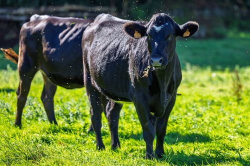 Free Two black cows grazing peacefully in a sunlit, lush green pasture with insects flying around. Stock Photo