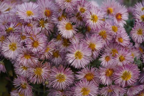 Free A detailed view of vibrant pink asters showcasing their beauty and intricate petal structure. Stock Photo