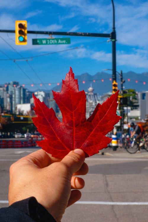 Free A vibrant red maple leaf held up against Vancouver's urban skyline on a clear autumn day. Stock Photo