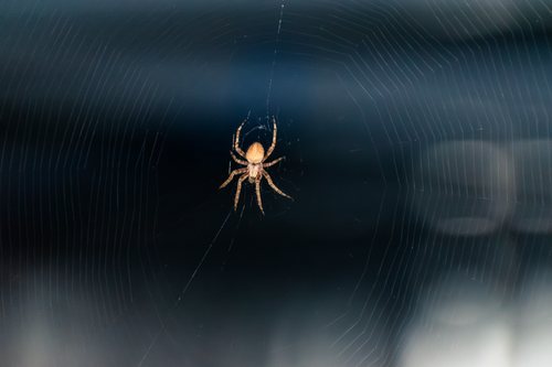 Free Detailed image of a spider resting on its cobweb, captured in Mexico City. Stock Photo