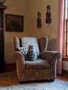Adorable fatty cat sitting in cozy old armchair at home