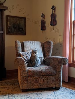 一只猫坐在舒适房间里的带图案扶手椅上，墙上挂着小提琴和音符