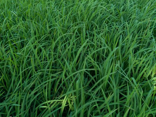 Free Close-up view of lush green grass blades in a vibrant summer garden setting. Stock Photo