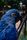 blu