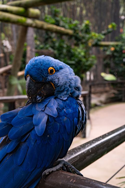 Free Vibrant Hyacinth Macaw perched on a railing in a lush aviary setting. Stock Photo