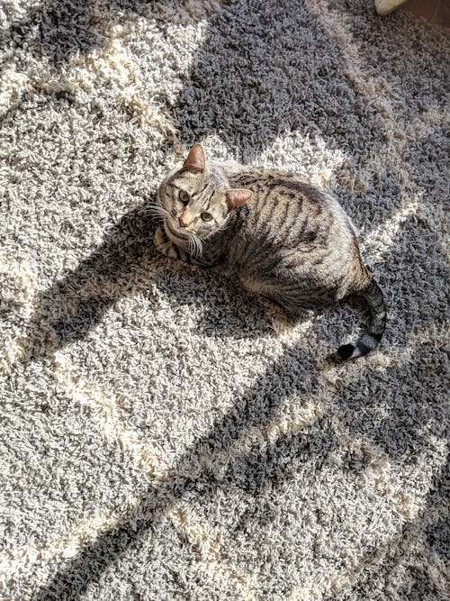 Free stock photo of carpet, cat