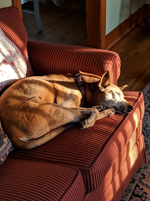 沙發, 狗, 睡眠 的 免费素材图片