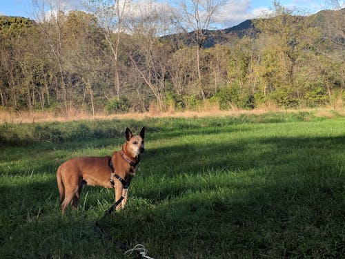 Free stock photo of appalachian, dog, field