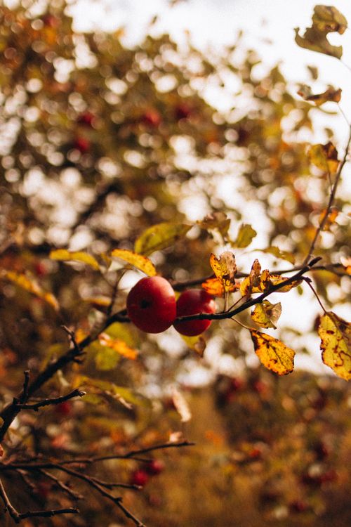 Free Close-up of apples with autumn leaves in a sunlit orchard setting. Stock Photo