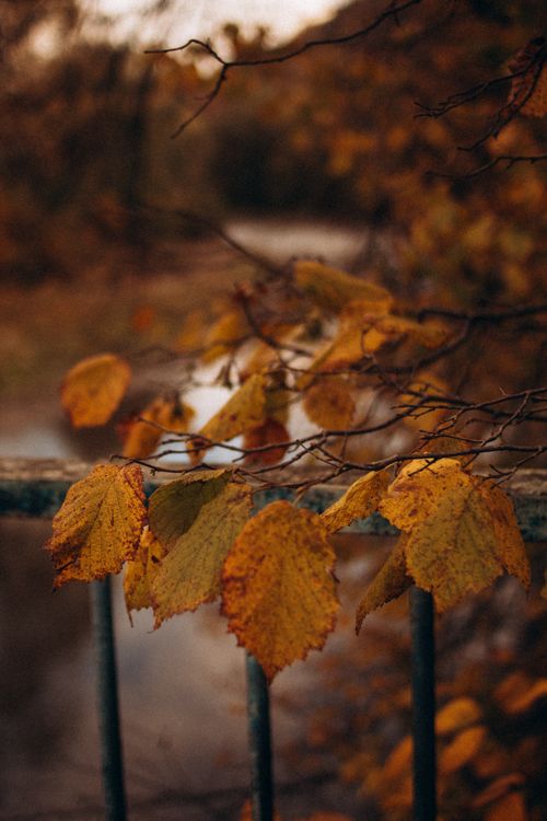 Free Close-up of autumn leaves on branches with a blurred stream in the background, showcasing fall colors. Stock Photo