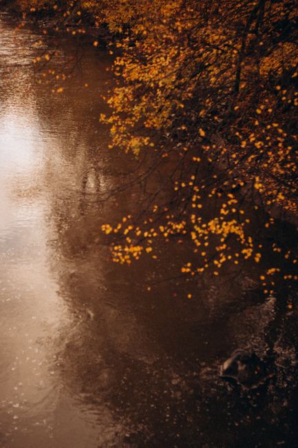 Fotomural Un río tranquilo con hojas otoñales doradas que se reflejan en su superficie, capturando la esencia del otoño.