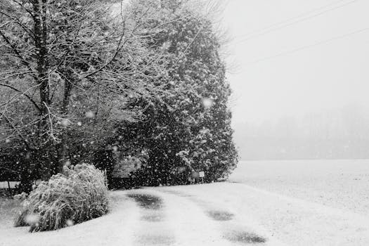 冬日里，绿树成荫，雪地小路宁静，营造出田园诗般的景象