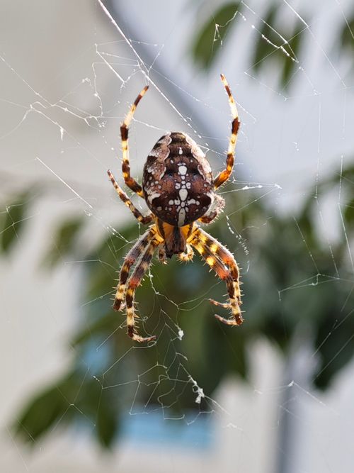 Free Detailed close-up of an Orb Weaver spider on its web in natural light. Stock Photo