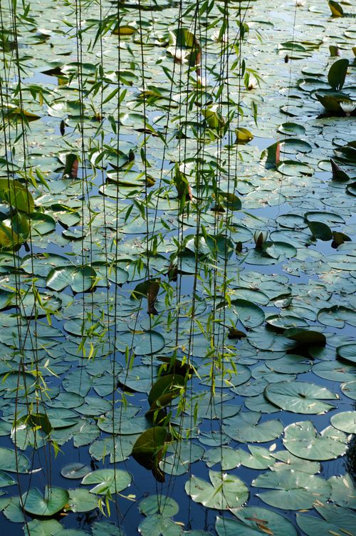 Free Serene pond with green water lilies and cascading willow branches on a sunny day. Stock Photo