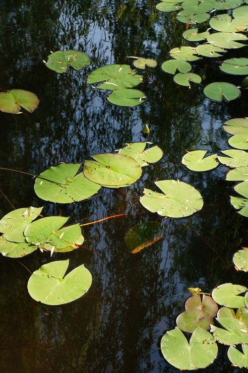 Free Serene waterlily pond with lush green lily pads and reflections on calm water. Stock Photo