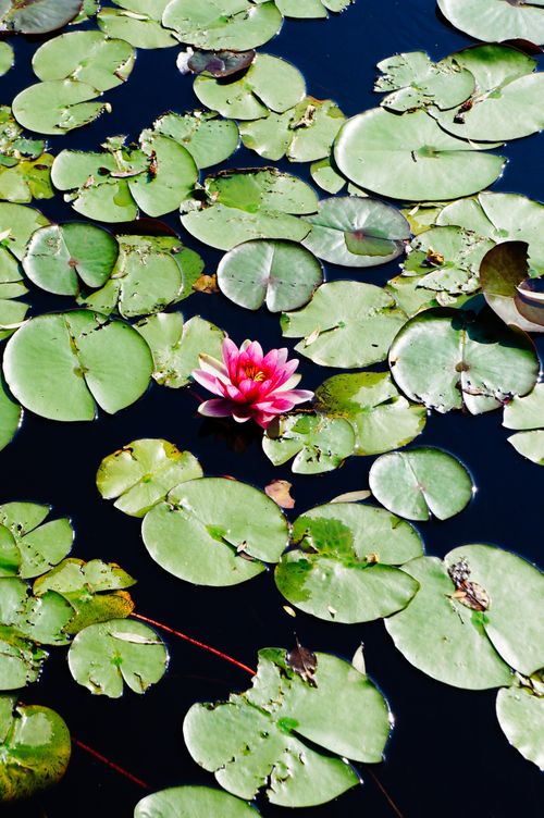 Free A beautiful pink water lily surrounded by lush green lilypads in a serene water landscape. Stock Photo