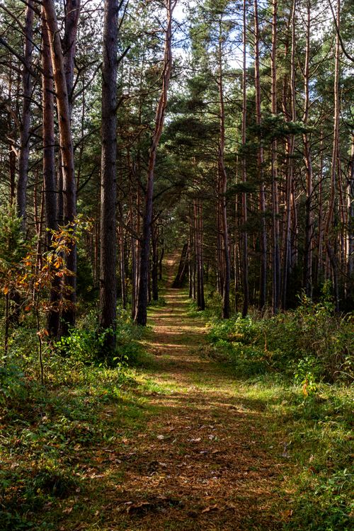 Free Tranquil path through a lush forest in Braslav, Vitebsk Region, Belarus. Stock Photo