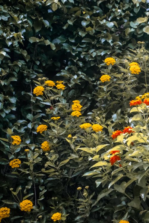 Free Bright lantana flowers bloom amidst lush green leaves, adding a splash of color to a garden setting. Stock Photo